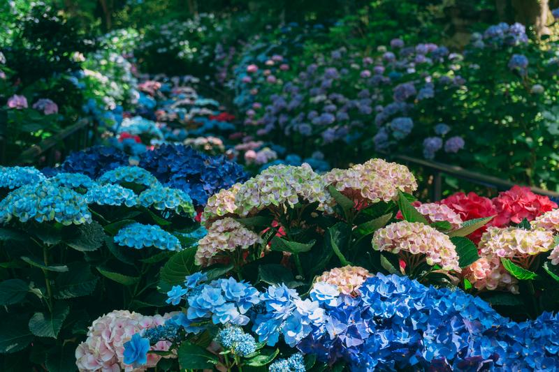 多種多彩な紫陽花が並ぶ華やかな景色の無料写真素材