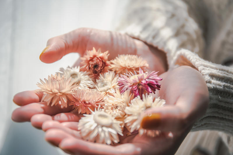 手のひらの上の花(ドライフラワー)の無料の写真素材