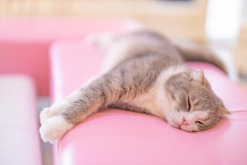 ピンクのクッションで横たわる猫の無料の写真素材