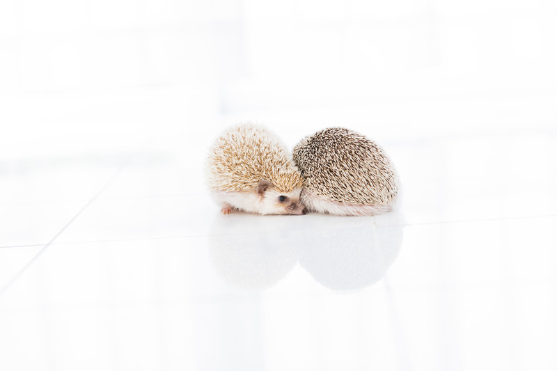 ギュッ と寄り添うハリネズミの無料の写真素材