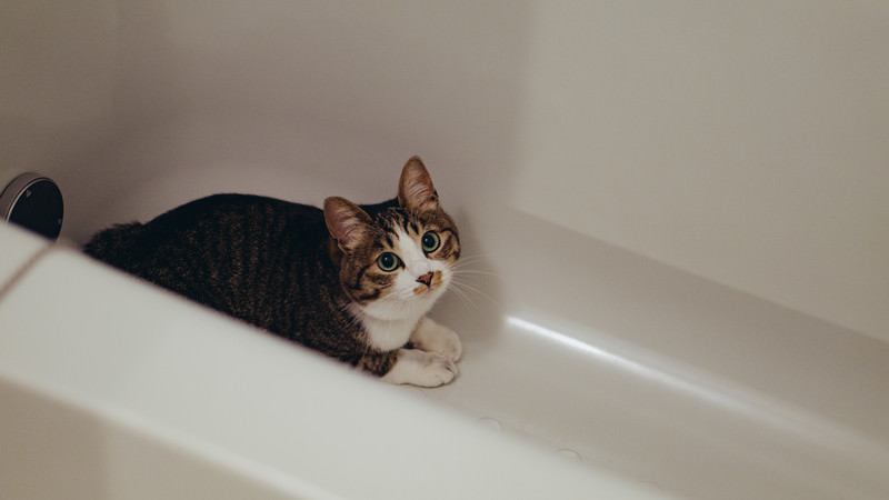 また浴槽に隠れる猫の無料の写真素材