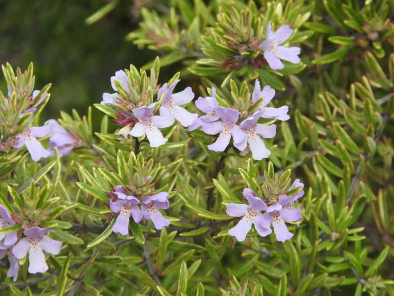 ウエストリンギア(オーストラリアンローズマリー)の無料の写真素材